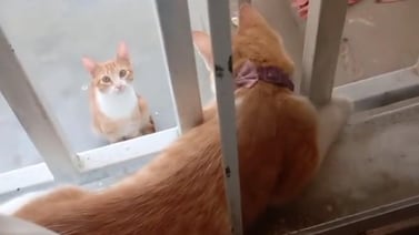 VIDEO VIRAL: “Tiktoker” descubre a su gatita “noviando” y así reaccionó