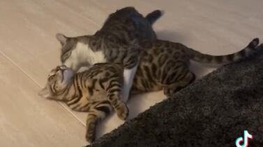Gatos se vuelven virales en TikTok por su amoroso reencuentro