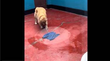 VIDEO: Perrito se pone a trapear su casa y enternece al internet