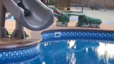 ¡Por curioso!: Gatito se resbala y termina cayendo en la piscina