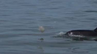 VIDEO VIRAL: Delfín juega con medusa como si fuera una pelota