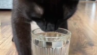 TikTok: Gatito hace divertido “baile” antes de tomar agua