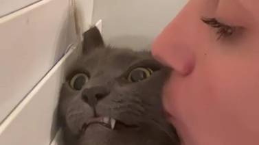 Mujer besa a su gato y esta fue su graciosa reacción que tiene riendo a todo internet