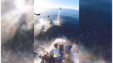 Se viralizan las imágenes de una manada de delfines que asombraron las redes sociales