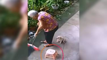 VIDEO: Perrito salva a su dueña de sufrir un accidente