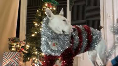 VIDEO VIRAL: Perrito con atuendo navideño la rompe en redes sociales 