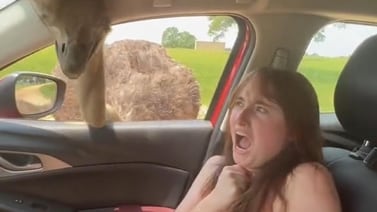 Joven queda aterrada al ver cómo un avestruz metía la cabeza en su auto en busca de comida
