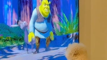 Perrito se vuelve viral en TikTok al ser fan de la película de “Shrek”