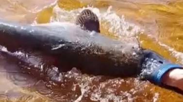 VIDEO VIRAL: Hombre recibe mordida de pez gato y le termina quitando su chancla