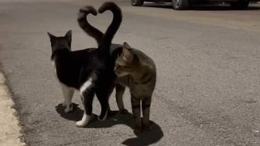 Gatitos forman un corazón con sus colas y causan sensación en TikTok
