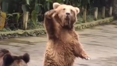 VIDEO VIRAL: Así reaccionó este oso al ver que no le daban comida