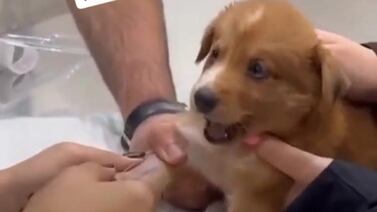 Cachorrito genera ternura en TikTok por su reacción antes de recibir una inyección