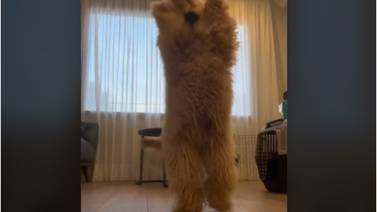 Un bailador perrito se volvió viral en TikTok bailando “El Baile del Perrito”