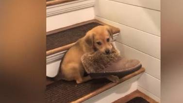 Adorable cachorrito se roba el zapato de su dueña y huye por las escaleras