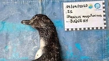 ¡Indignante! Muere pingüino tras ingerir un cubrebocas