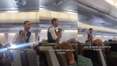 Viral: Un gatito perdido en un avión se roba el corazón y las risas de los pasajeros