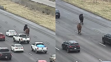 Video: Dos caballos desatan el caos vial en plena carretera