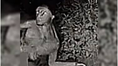 TikTok: Un video viral muestra un supuesto "alienígena" merodeando en patio trasero de una casa