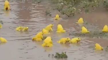 Video de ranas amarillas se hace viral tras sorprender a internautas