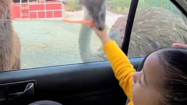 VIDEO VIRAL: Niña recibe mordida de avestruz al intentar alimentarlo