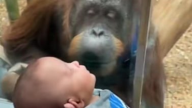Orangután se vuelve viral en TikTok por su reacción al ver a un bebé