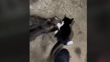 VIDEO: Los gatos piraña no existen... sí existen