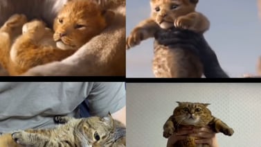 Recrean escenas de "El Rey León" con un tierno gatito; video se viraliza en TikTok