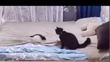 VIDEO: Gatito regaña a su hijo por destender la cama cuando no está su dueño