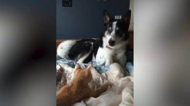 VIDEO VIRAL: Así es como este gatito y perrito se divierten jugando juntos 