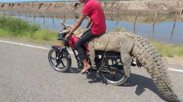 VIDEO: Jóvenes se roban un cocodrilo en Sinaloa; se lo llevan en una moto 
