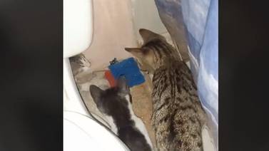 VIRAL: Ratoncito es acorralado por tres gatos