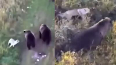 Un perro husky se hizo amigo de tres osos pardos.