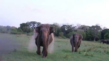 El terrorífico momento en que dos elefantes atacan a turistas en Sri Lanka