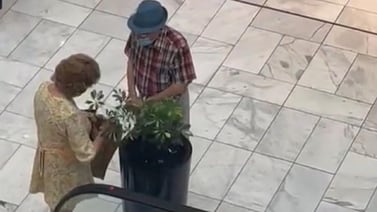 VIDEO VIRAL: Sorprenden a señora robándose una planta del centro comercial 