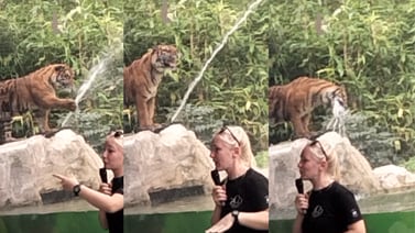 Tigre arruina explicación de joven que asegura que son MUY letales mientras juega con un chorro de agua tiernamente