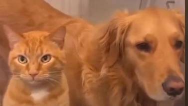 Michi abogado: Gato “defiende” a su amigo perruno