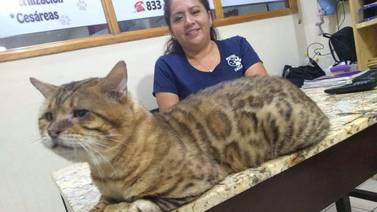 Confunden a un enorme gato con un leopardo en parque de Tampico; lo rescatan