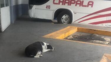VIRAL: Perrita espera a su amigo humano en la central de Chapala para acompañarlo al trabajo