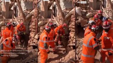 VIDEO: Rescatan a un burrito que estaba atrapado entre los escombros tras fuerte sismo en Marruecos