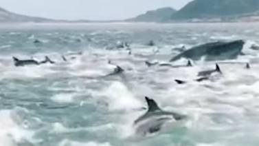 VIDEO VIRAL: Impresionante, cientos de delfines huyen del ataque de una ballena