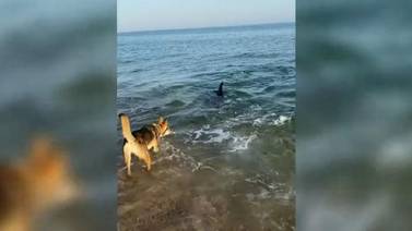 Perrito se hace amigo de un Delfín y se pone a jugar con él en la orilla del mar