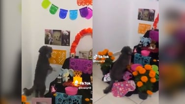 VÍDEO: perrito se conmueve al ver el altar de muertos que le hicieron a su mamá