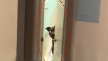 VIDEO: Perro poseído actúa como humano cuando cree que nadie lo ve