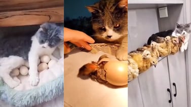 Gatita se convierte en ‘la mamá de los pollitos’ tras incubar unos huevos