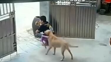 VIDEO VIRAL: Perrito le lleva silla a su dueño al verlo sentado en el piso