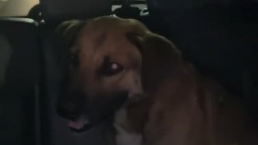 Conductor de Uber graba a perrito que le tocó llevar a su destino