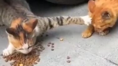 Gatito se vuelve viral en redes sociales al acaparar toda la comida