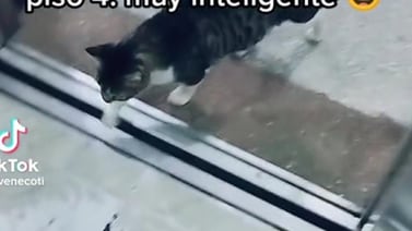 TikTok: Gatito se vuelve viral por saber usar el elevador