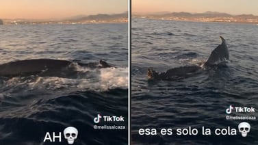 TikTok: Joven casi se desmaya al ver ballenas de cerca tras dar un paseo en yate en Los Cabos