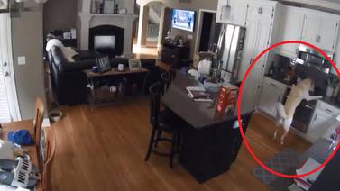 VIDEO VIRAL: Perrito incendia la casa de sus dueños tras oler la comida de la estufa
